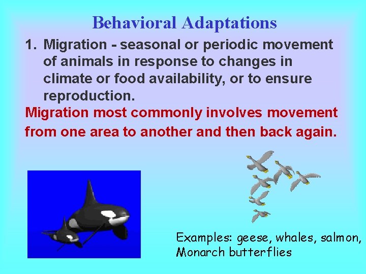 Behavioral Adaptations 1. Migration - seasonal or periodic movement of animals in response to