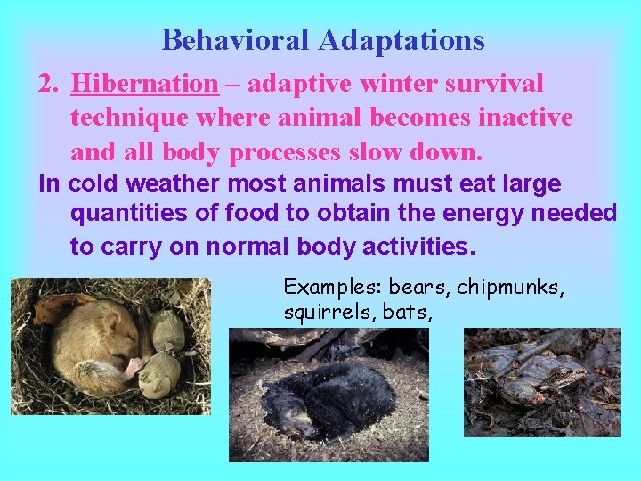 Behavioral Adaptations 2. Hibernation – adaptive winter survival technique where animal becomes inactive and