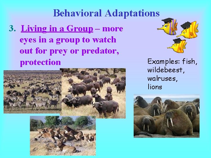 Behavioral Adaptations 3. Living in a Group – more eyes in a group to