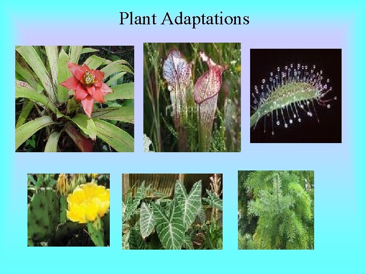 Plant Adaptations 