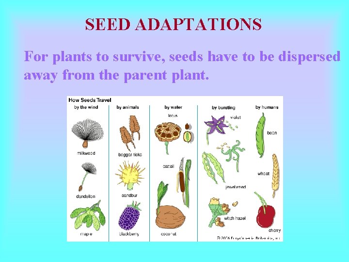 SEED ADAPTATIONS For plants to survive, seeds have to be dispersed away from the