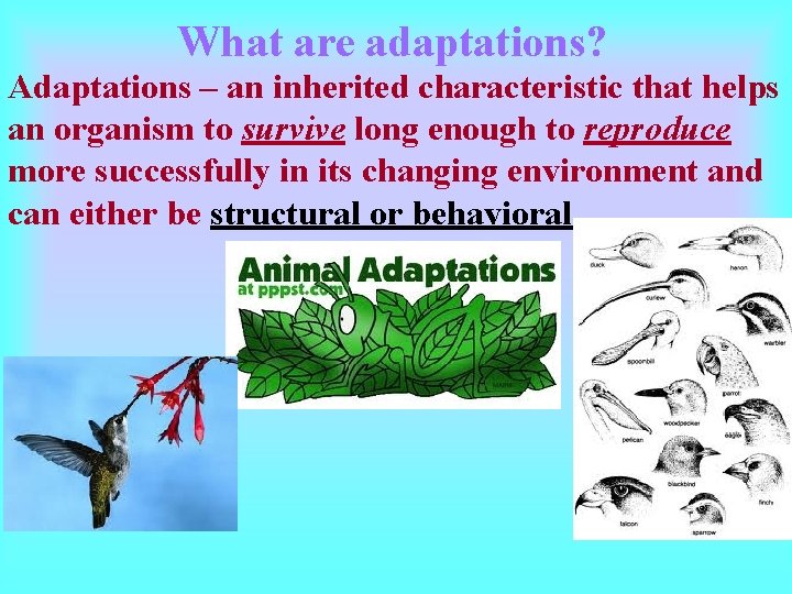 What are adaptations? Adaptations – an inherited characteristic that helps an organism to survive