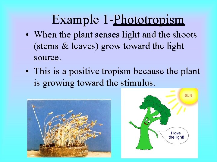 Example 1 -Phototropism • When the plant senses light and the shoots (stems &