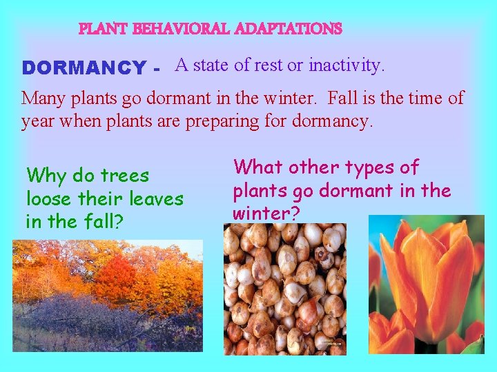 PLANT BEHAVIORAL ADAPTATIONS DORMANCY - A state of rest or inactivity. Many plants go