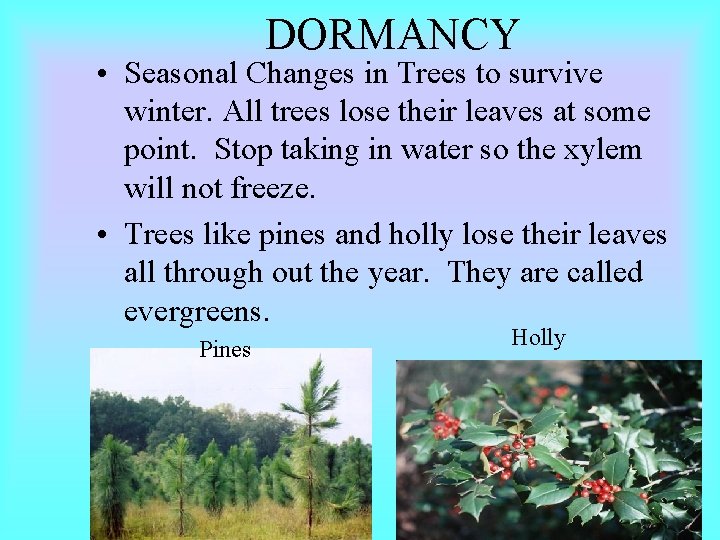 DORMANCY • Seasonal Changes in Trees to survive winter. All trees lose their leaves