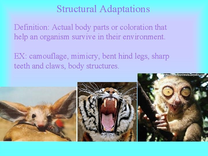 Structural Adaptations Definition: Actual body parts or coloration that help an organism survive in