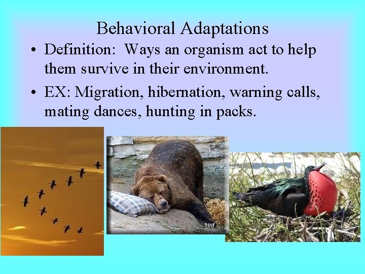 Behavioral Adaptations • Definition: Ways an organism act to help them survive in their