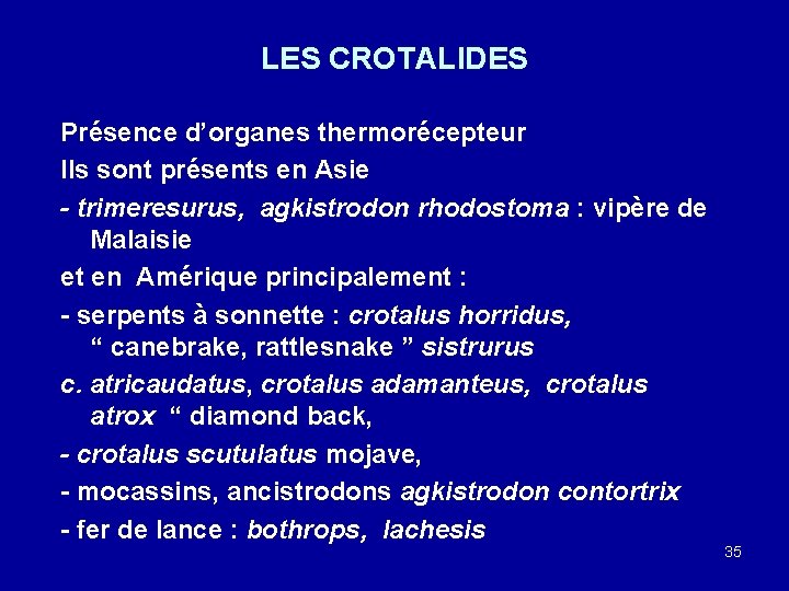 LES CROTALIDES Présence d’organes thermorécepteur Ils sont présents en Asie - trimeresurus, agkistrodon rhodostoma