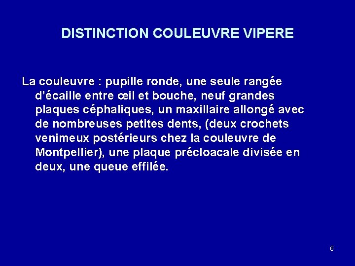 DISTINCTION COULEUVRE VIPERE La couleuvre : pupille ronde, une seule rangée d’écaille entre œil