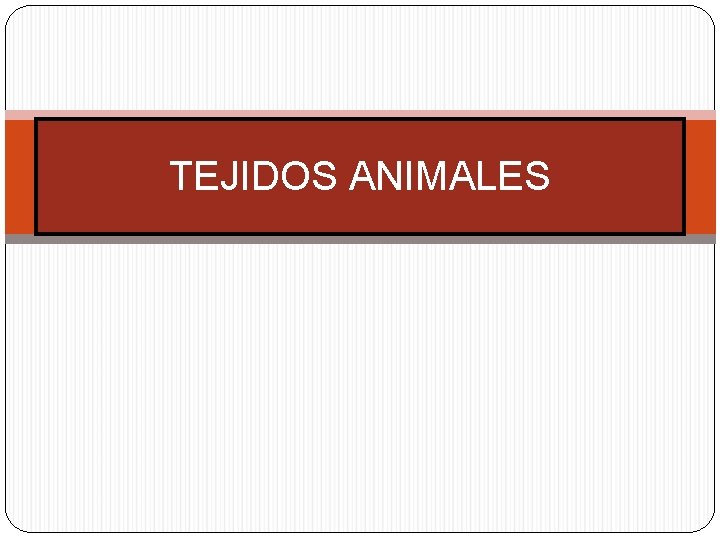 TEJIDOS ANIMALES 