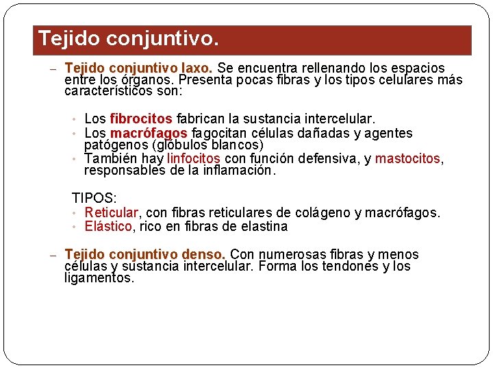 Tejido conjuntivo. – Tejido conjuntivo laxo. Se encuentra rellenando los espacios entre los órganos.