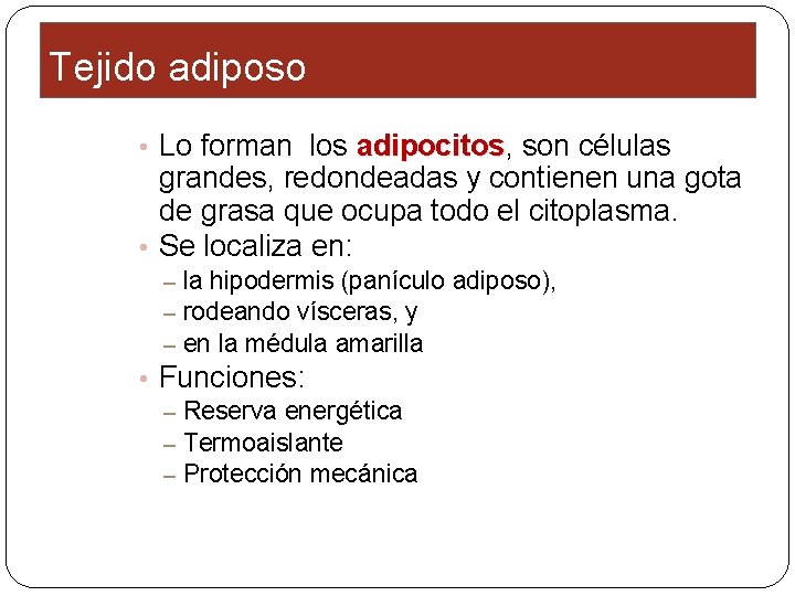 Tejido adiposo • Lo forman los adipocitos, adipocitos son células grandes, redondeadas y contienen