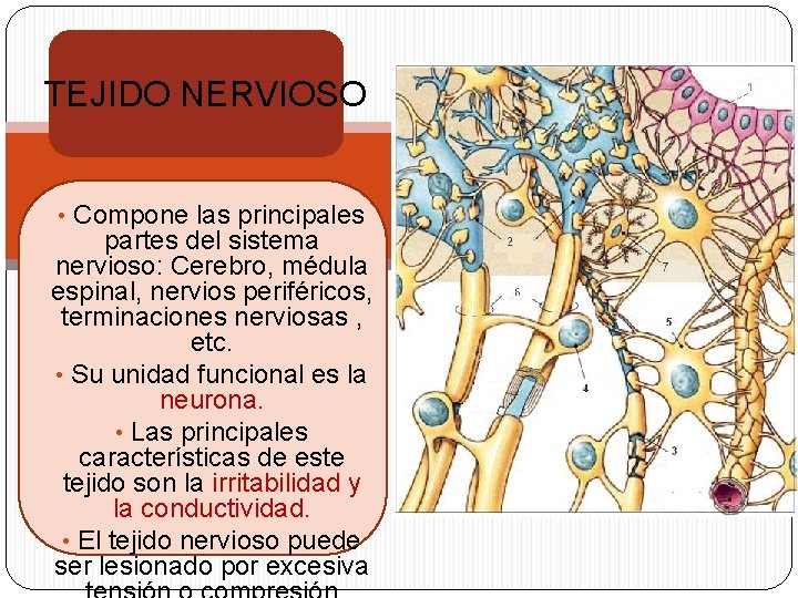 TEJIDO NERVIOSO • Compone las principales partes del sistema nervioso: Cerebro, médula espinal, nervios