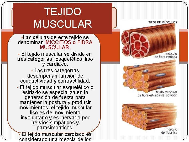 TEJIDO MUSCULAR • Las células de este tejido se denominan MIOCITOS o FIBRA MUSCULAR.