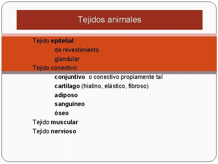 Tejidos animales Tejido epitelial: de revestimiento glandular Tejido conectivo: conjuntivo o conectivo propiamente tal