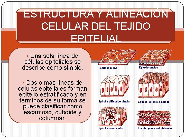 ESTRUCTURA Y ALINEACIÓN CELULAR DEL TEJIDO EPITELIAL • Una sola línea de células epiteliales