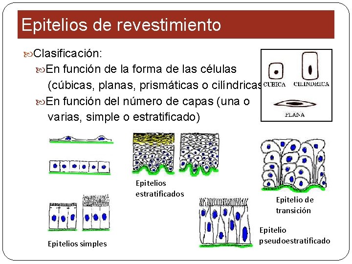 Epitelios de revestimiento Clasificación: En función de la forma de las células (cúbicas, planas,