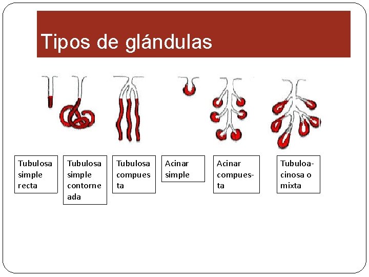 Tipos de glándulas Tubulosa simple recta Tubulosa simple contorne ada Tubulosa compues ta Acinar