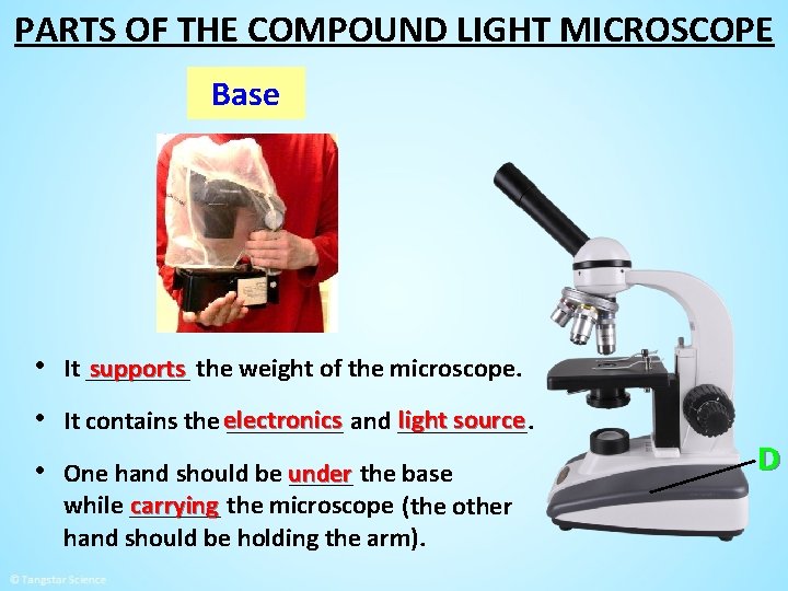 PARTS OF THE COMPOUND LIGHT MICROSCOPE Base • It ____ supports the weight of