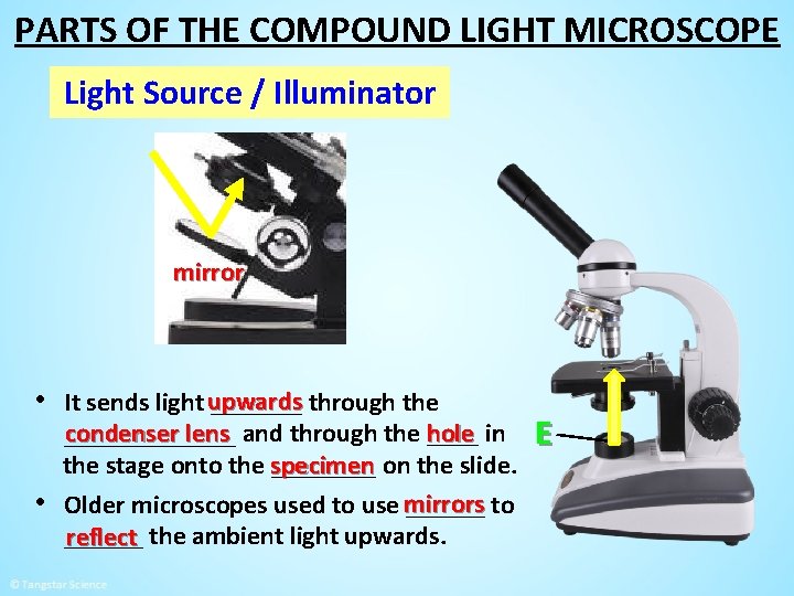 PARTS OF THE COMPOUND LIGHT MICROSCOPE Light Source / Illuminator mirror • It sends