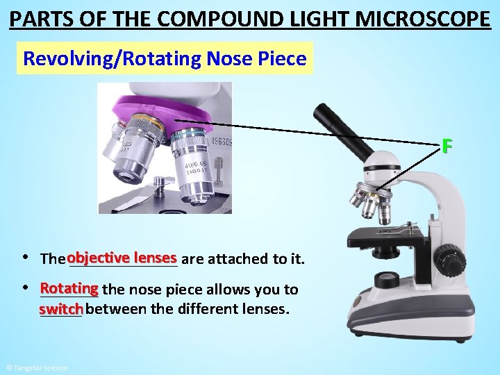 PARTS OF THE COMPOUND LIGHT MICROSCOPE Revolving/Rotating Nose Piece F bjective lenses are attached