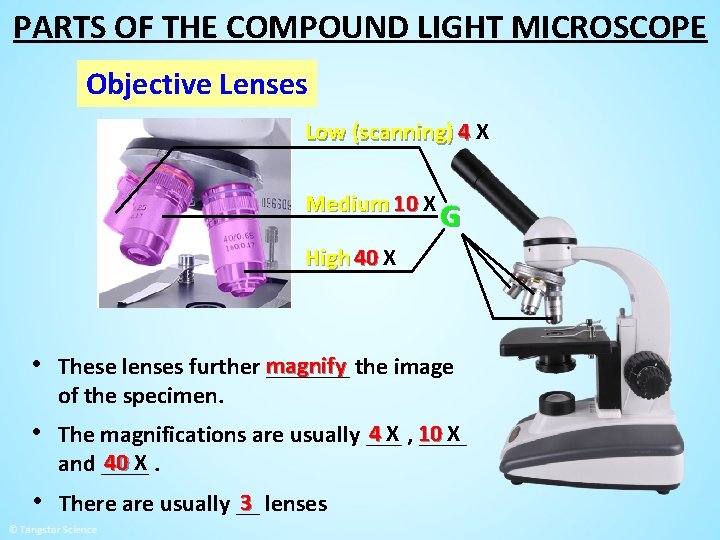 PARTS OF THE COMPOUND LIGHT MICROSCOPE Objective Lenses Low (scanning) 4 X Medium 10