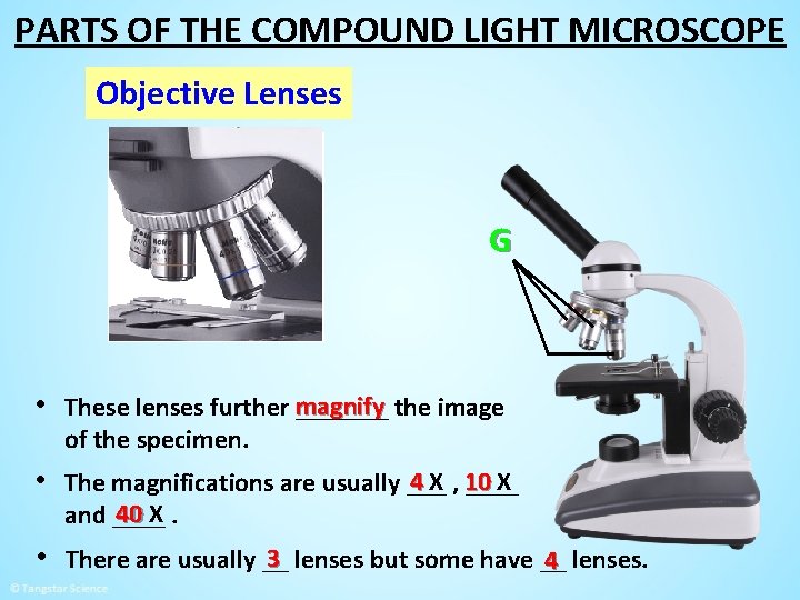 PARTS OF THE COMPOUND LIGHT MICROSCOPE Objective Lenses G • These lenses further magnify