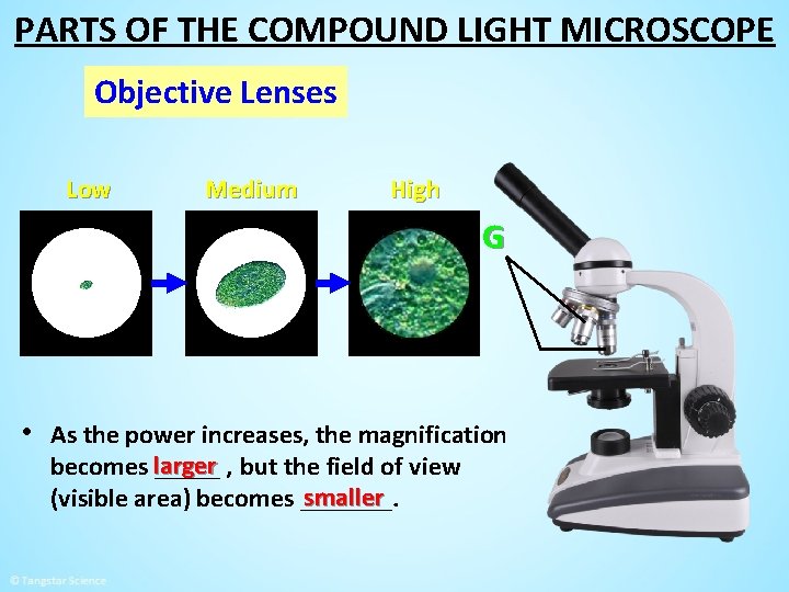 PARTS OF THE COMPOUND LIGHT MICROSCOPE Objective Lenses Low Medium High G • As
