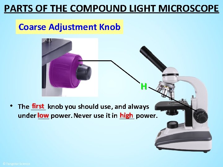 PARTS OF THE COMPOUND LIGHT MICROSCOPE Coarse Adjustment Knob H first knob you should