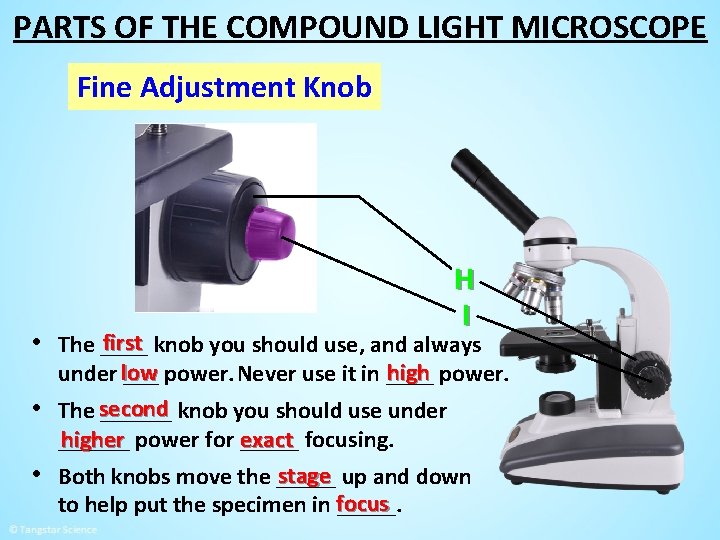 PARTS OF THE COMPOUND LIGHT MICROSCOPE Fine Adjustment Knob H I first knob you