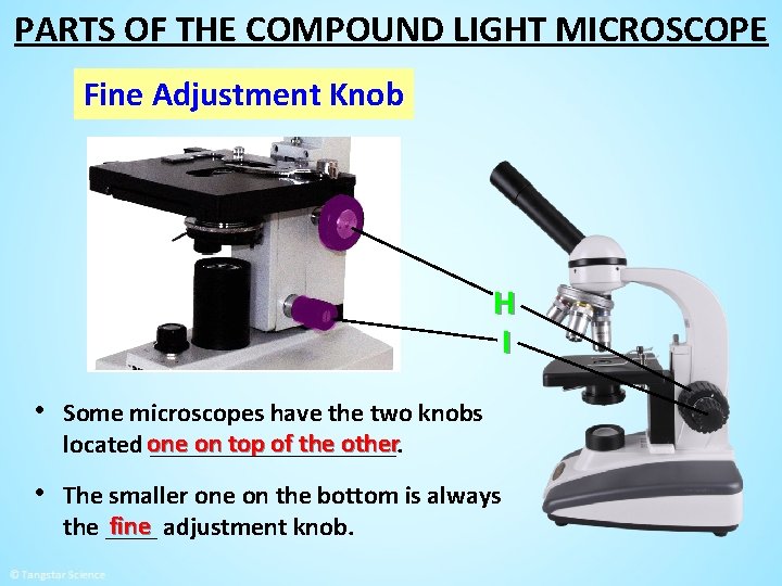 PARTS OF THE COMPOUND LIGHT MICROSCOPE Fine Adjustment Knob H I • Some microscopes