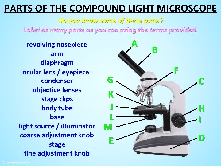 PARTS OF THE COMPOUND LIGHT MICROSCOPE Do you know some of these parts? Label