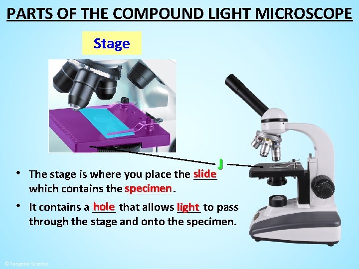 PARTS OF THE COMPOUND LIGHT MICROSCOPE Stage J slide • The stage is where