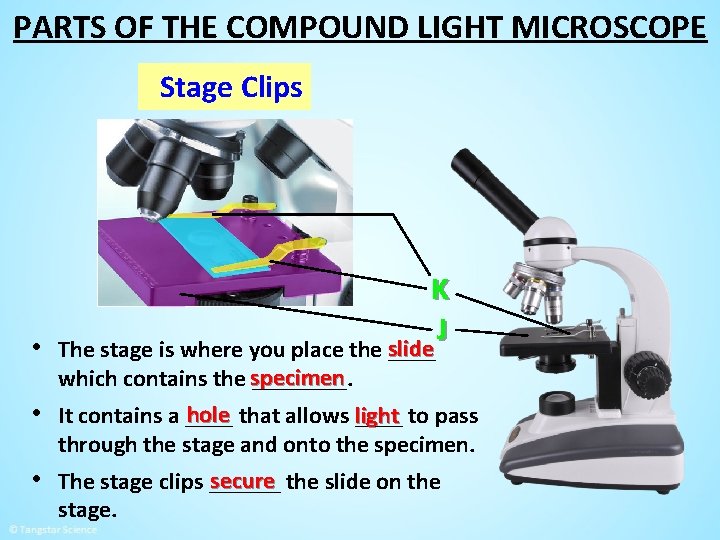 PARTS OF THE COMPOUND LIGHT MICROSCOPE Stage Clips K J slide • The stage