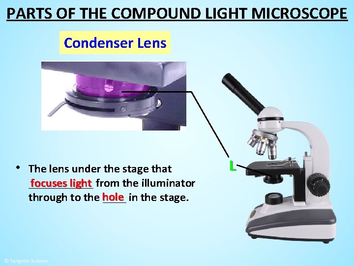 PARTS OF THE COMPOUND LIGHT MICROSCOPE Condenser Lens • The lens under the stage
