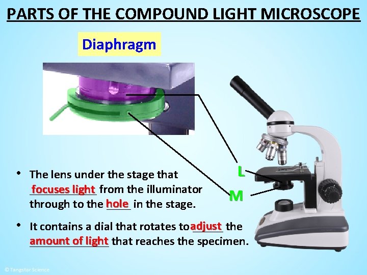 PARTS OF THE COMPOUND LIGHT MICROSCOPE Diaphragm • The lens under the stage that