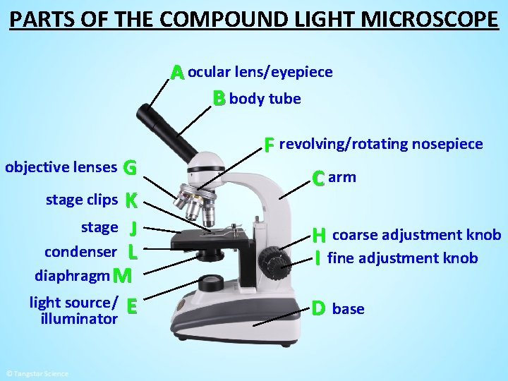 PARTS OF THE COMPOUND LIGHT MICROSCOPE A ocular lens/eyepiece B body tube G stage