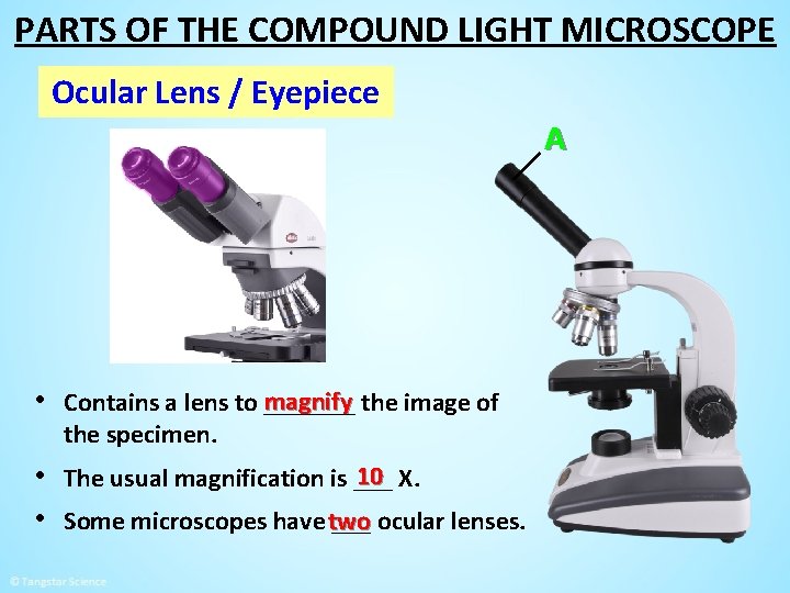 PARTS OF THE COMPOUND LIGHT MICROSCOPE Ocular Lens / Eyepiece A magnify the image