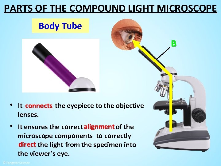 PARTS OF THE COMPOUND LIGHT MICROSCOPE Body Tube B connects the eyepiece to the