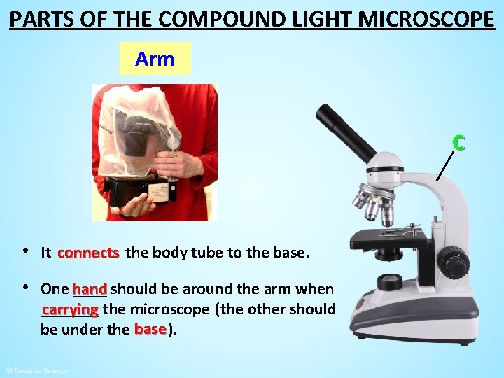 PARTS OF THE COMPOUND LIGHT MICROSCOPE Arm C connects the body tube to the