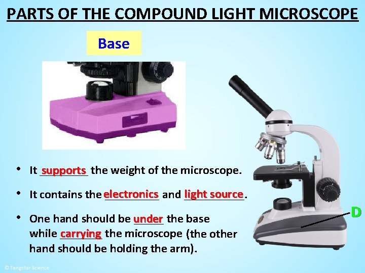 PARTS OF THE COMPOUND LIGHT MICROSCOPE Base • It ____ supports the weight of