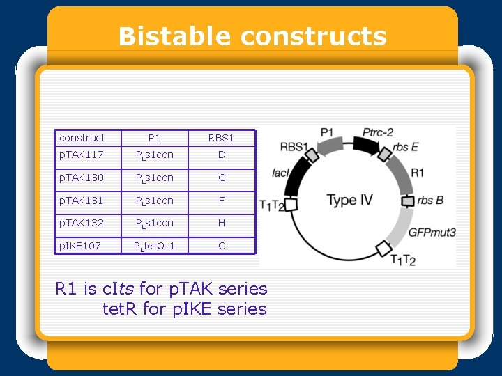 Bistable constructs construct P 1 RBS 1 p. TAK 117 PLs 1 con D