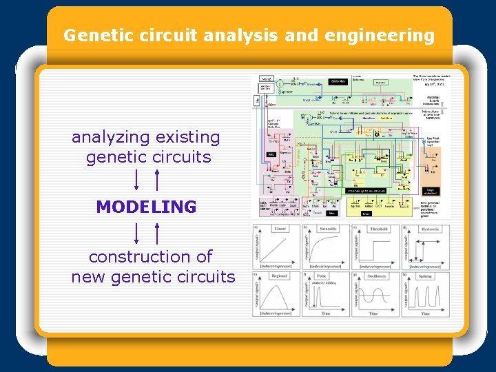 Genetic circuit analysis and engineering analyzing existing genetic circuits MODELING construction of new genetic