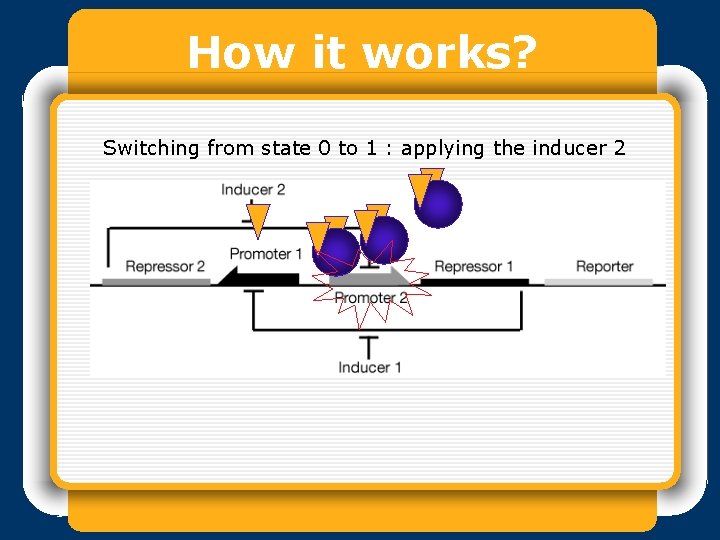 How it works? Switching from state 0 to 1 : applying the inducer 2