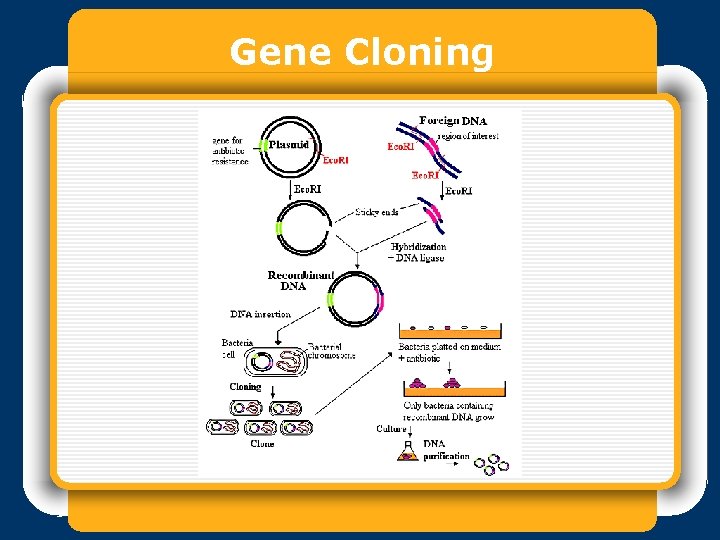 Gene Cloning 