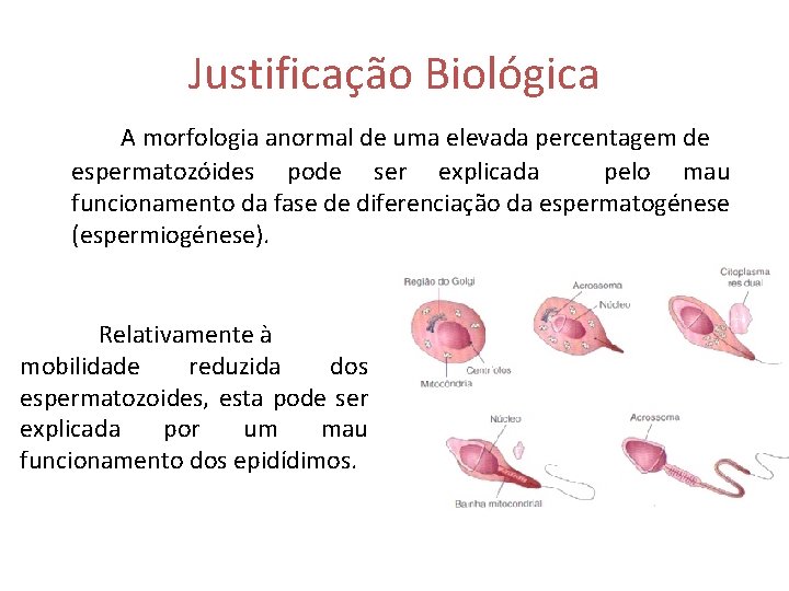 Justificação Biológica A morfologia anormal de uma elevada percentagem de espermatozóides pode ser explicada