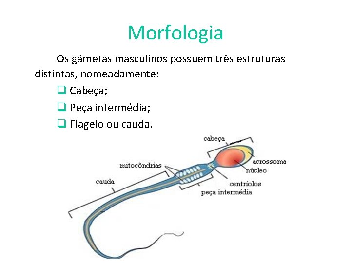 Morfologia Os gâmetas masculinos possuem três estruturas distintas, nomeadamente: q Cabeça; q Peça intermédia;