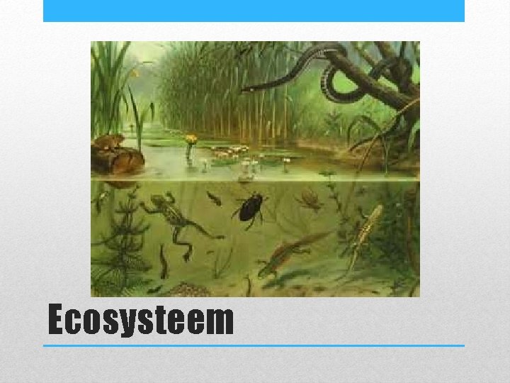 Ecosysteem Ecosysteem