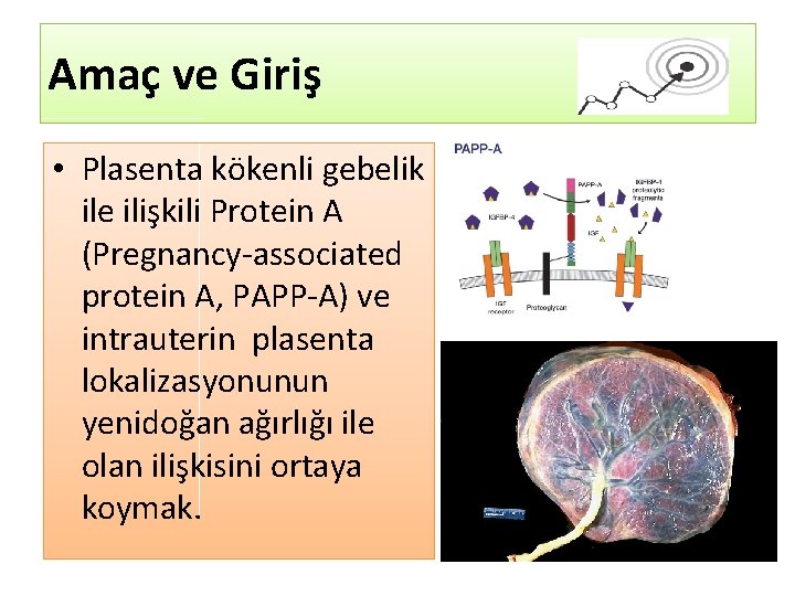 Amaç ve Giriş • Plasenta kökenli gebelik ile ilişkili Protein A (Pregnancy-associated protein A,