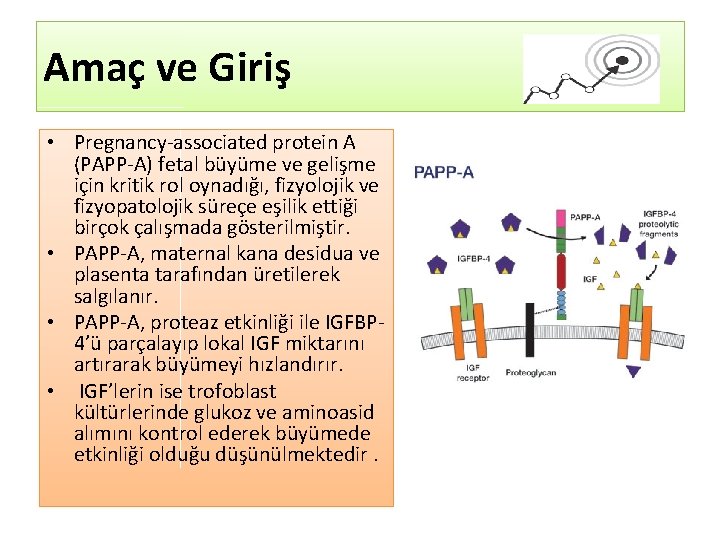 Amaç ve Giriş • Pregnancy-associated protein A (PAPP-A) fetal büyüme ve gelişme için kritik